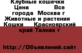 Клубные кошечки › Цена ­ 10 000 - Все города, Москва г. Животные и растения » Кошки   . Красноярский край,Талнах г.